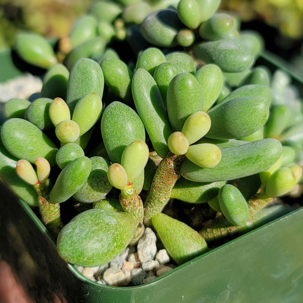 Tylecodon schaeferianus - Fairy Tale plant