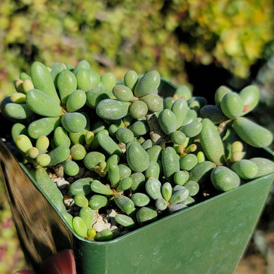 Tylecodon schaeferianus - Fairy Tale plant