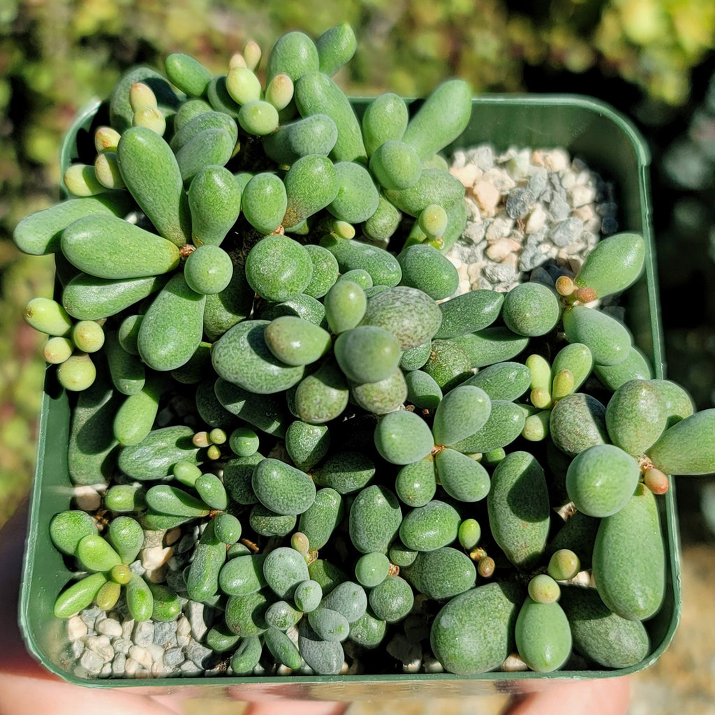 Tylecodon schaeferianus - Fairy Tale plant