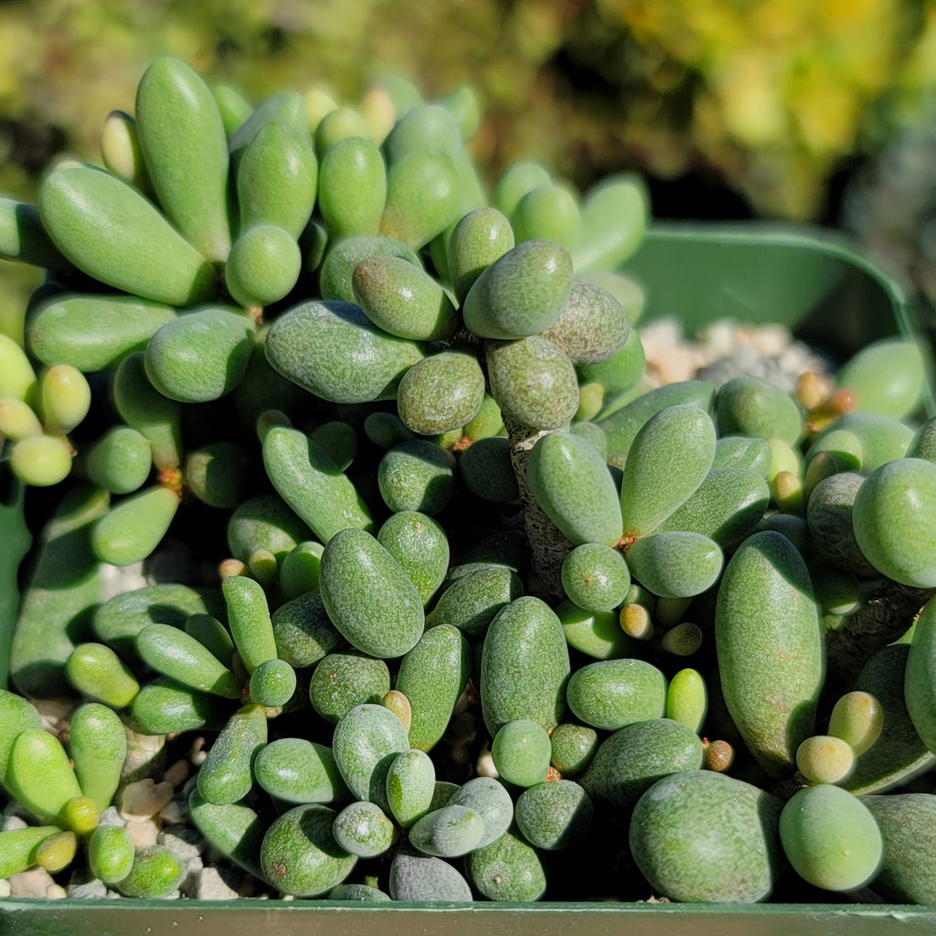 Tylecodon schaeferianus - Fairy Tale plant