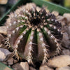 Uebelmannia pectinifera