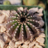 Uebelmannia pectinifera