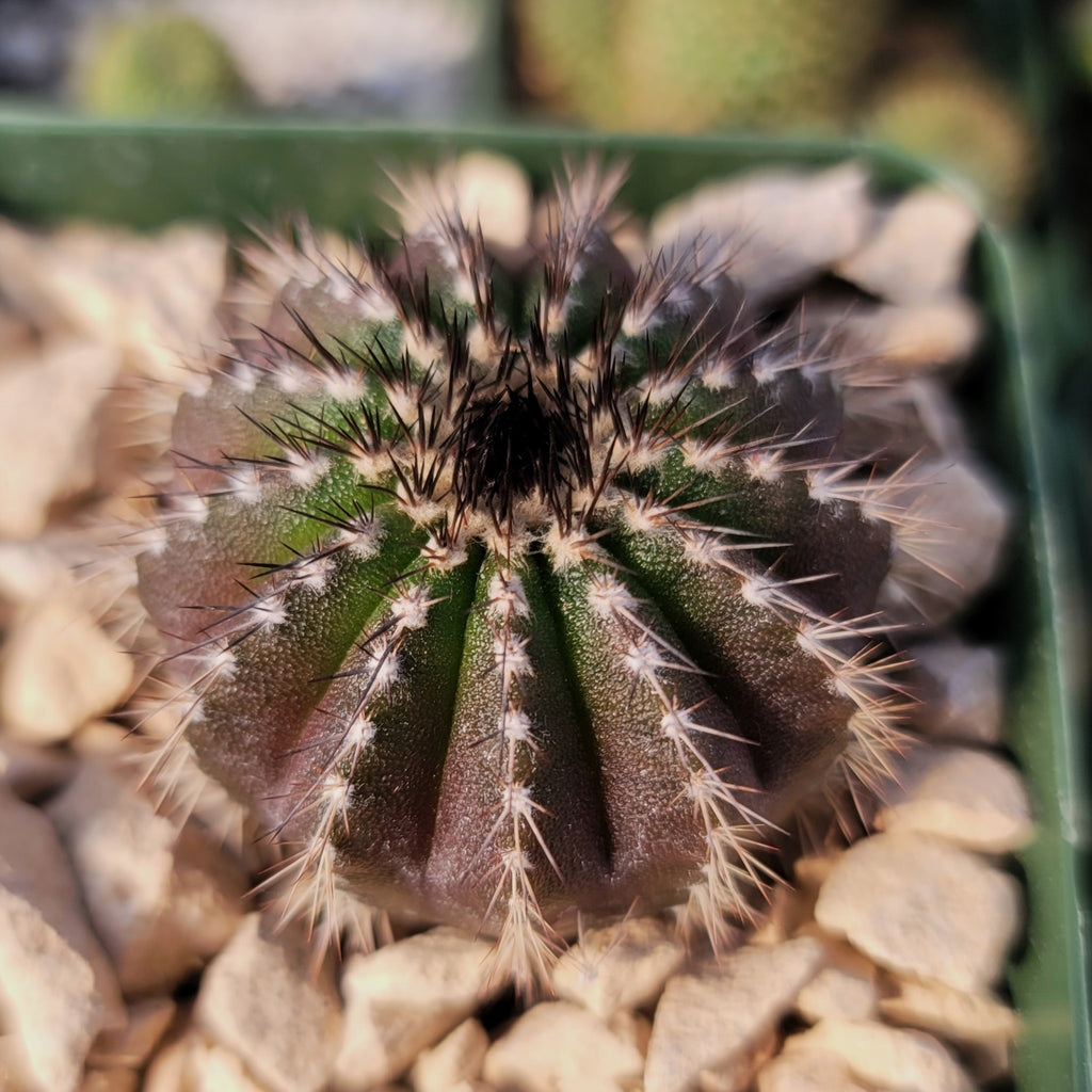 Uebelmannia pectinifera