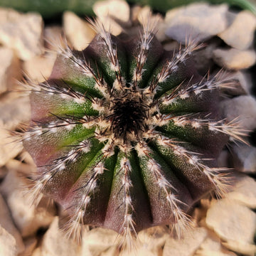 Uebelmannia pectinifera  Planet Desert