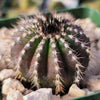 Uebelmannia pectinifera