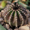 Uebelmannia pectinifera