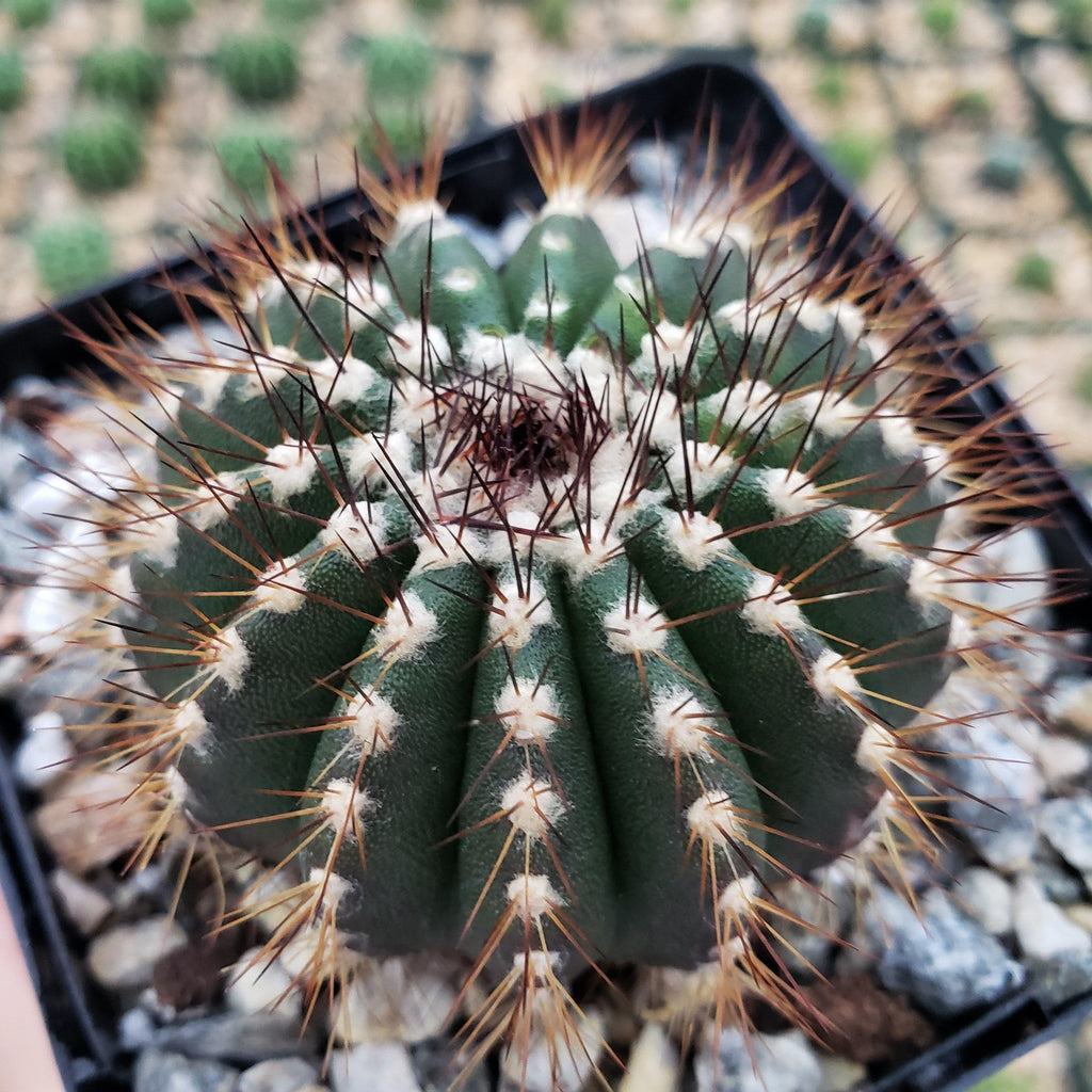 Uebelmannia pseudopectinifera