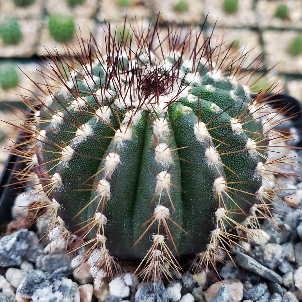 Uebelmannia pseudopectinifera