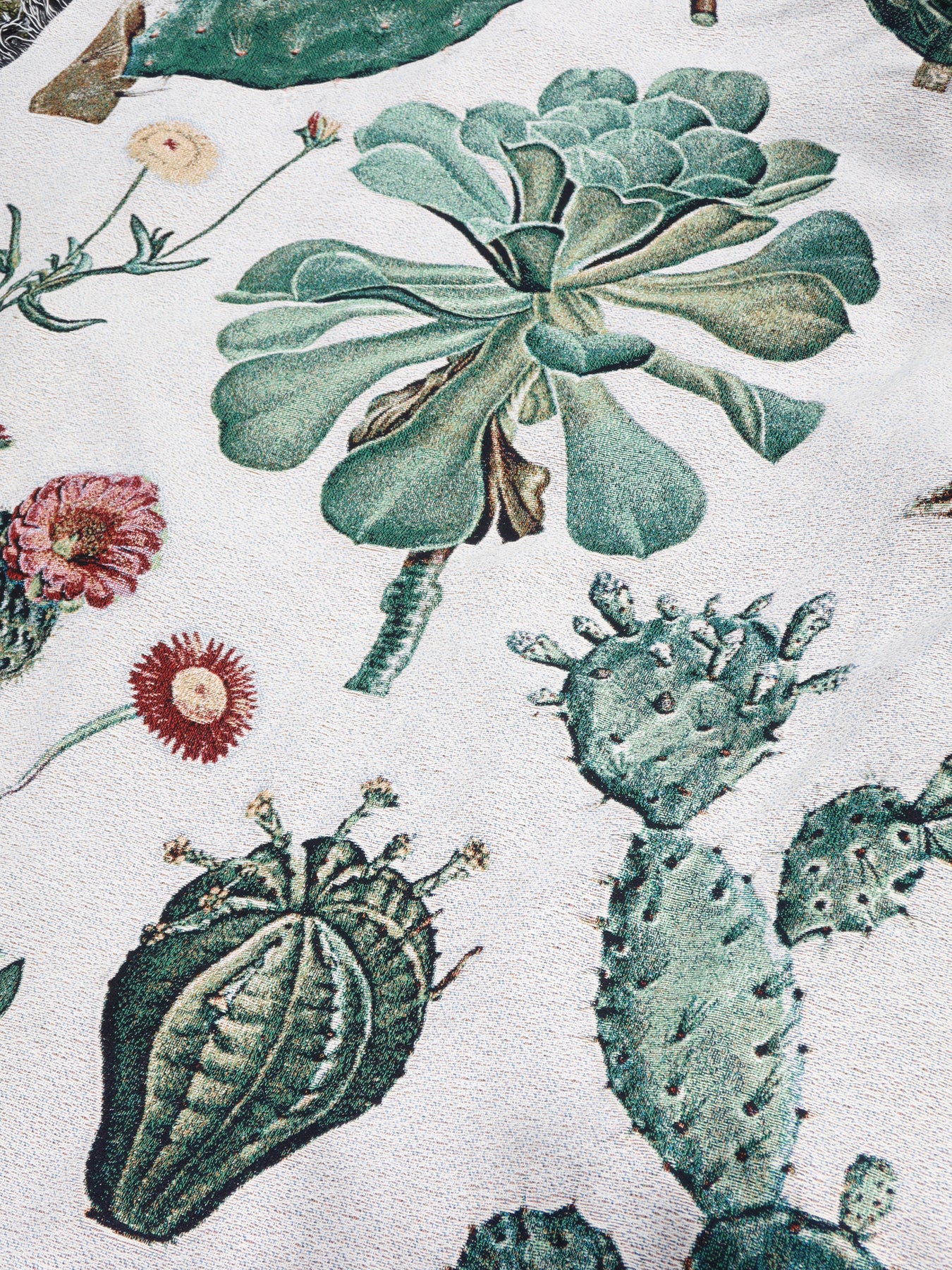 succulent throw blanket Cacti and Succulent Woven Blanket – Planet Desert