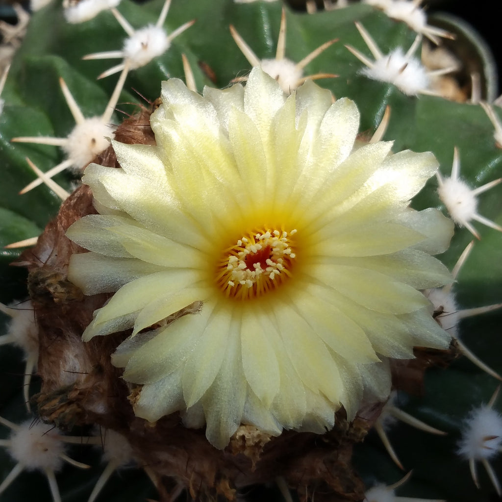 Wigginsia pauciareolatus