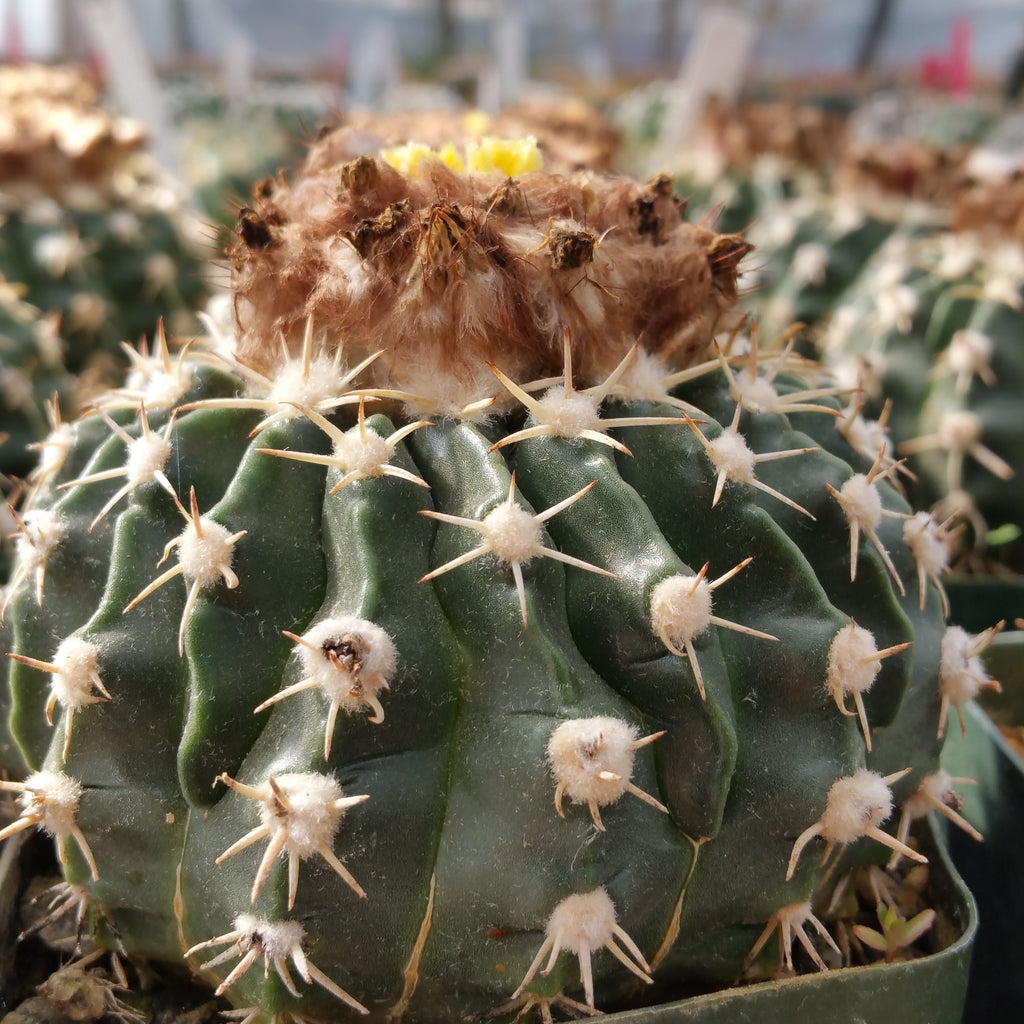 Wigginsia pauciareolatus