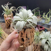 King of Air Plant - Tillandsia Xerographica