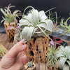 King of Air Plant - Tillandsia Xerographica