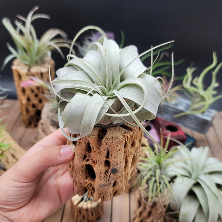 King of Air Plant - Tillandsia Xerographica