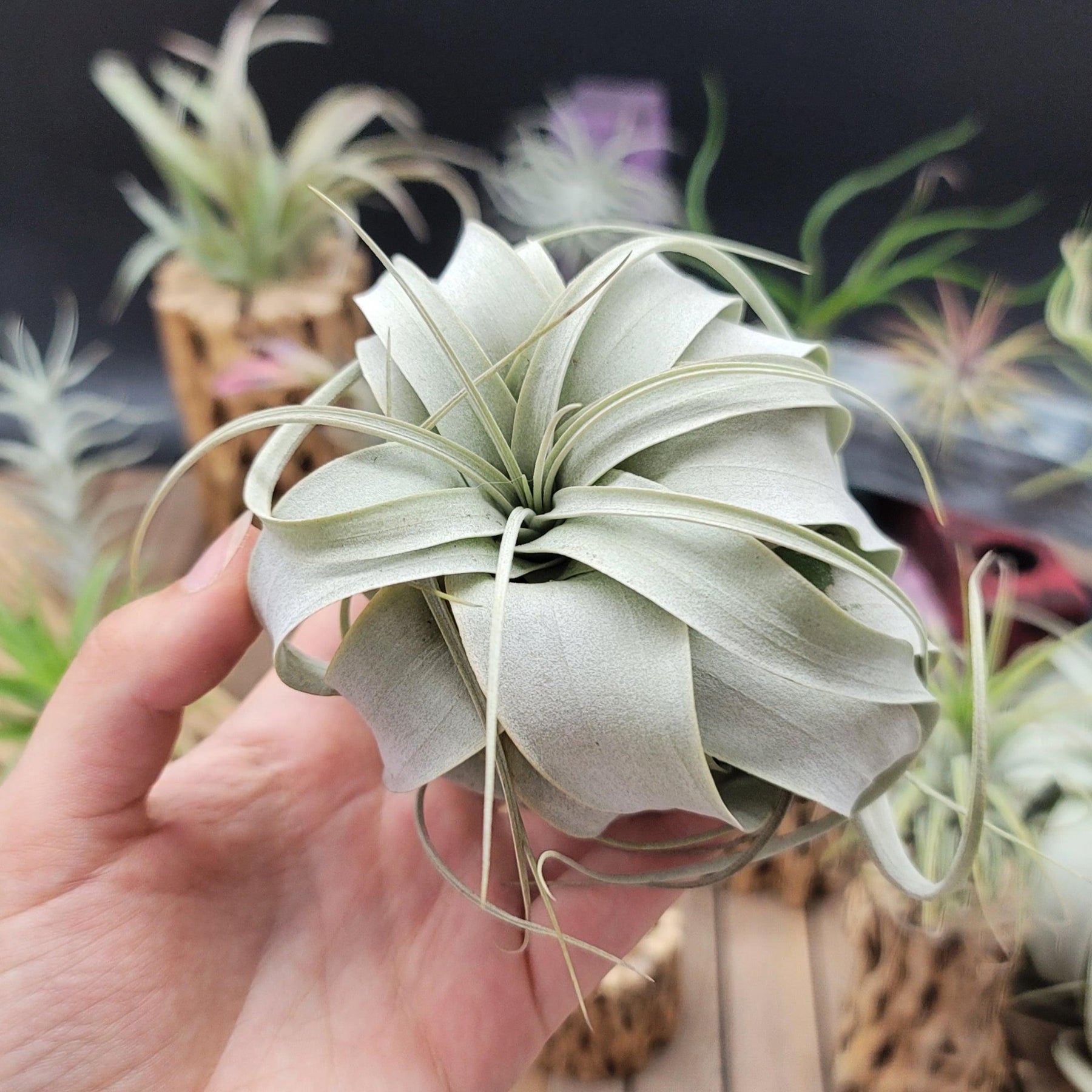how to take care of xerographica air plant King of Air Plant