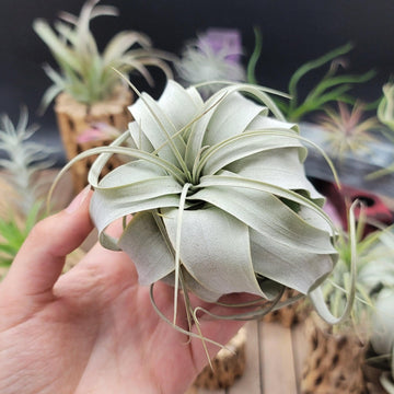 air plants curled leaves King of Air Plant