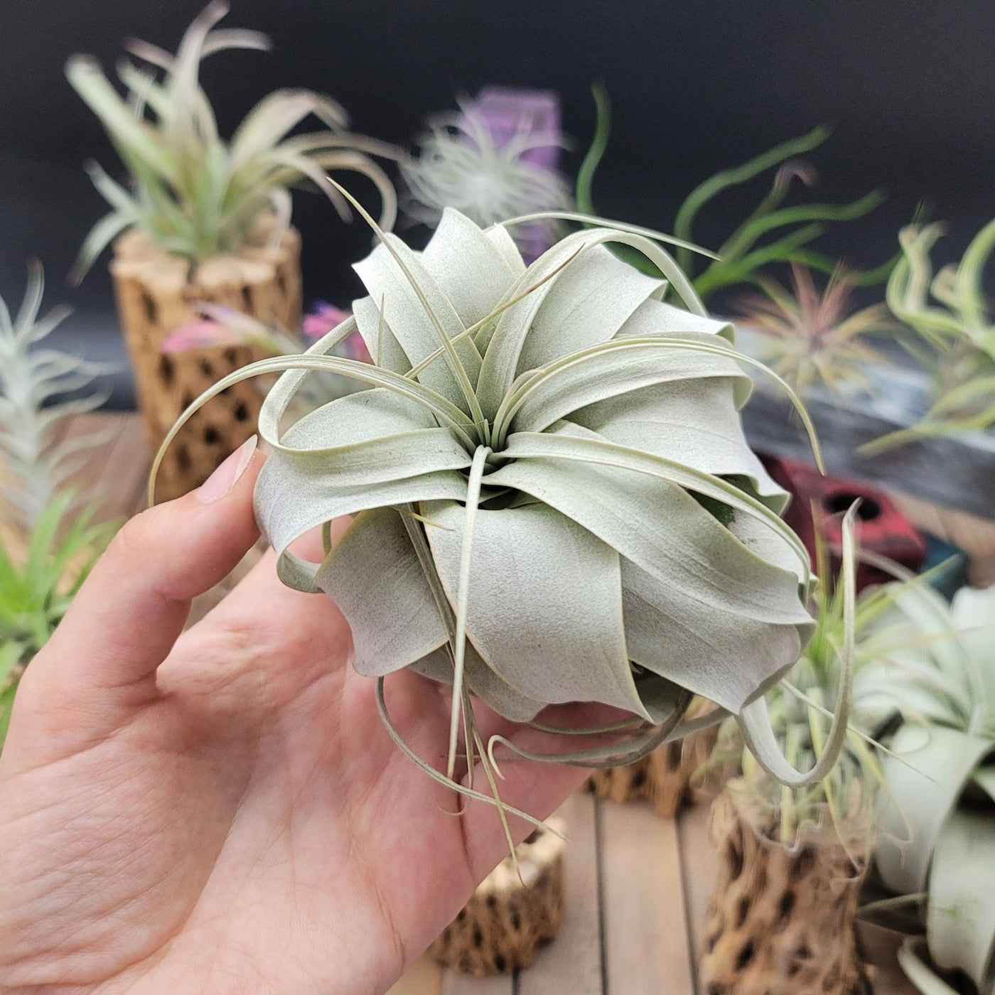 air plant curling King of Air Plant