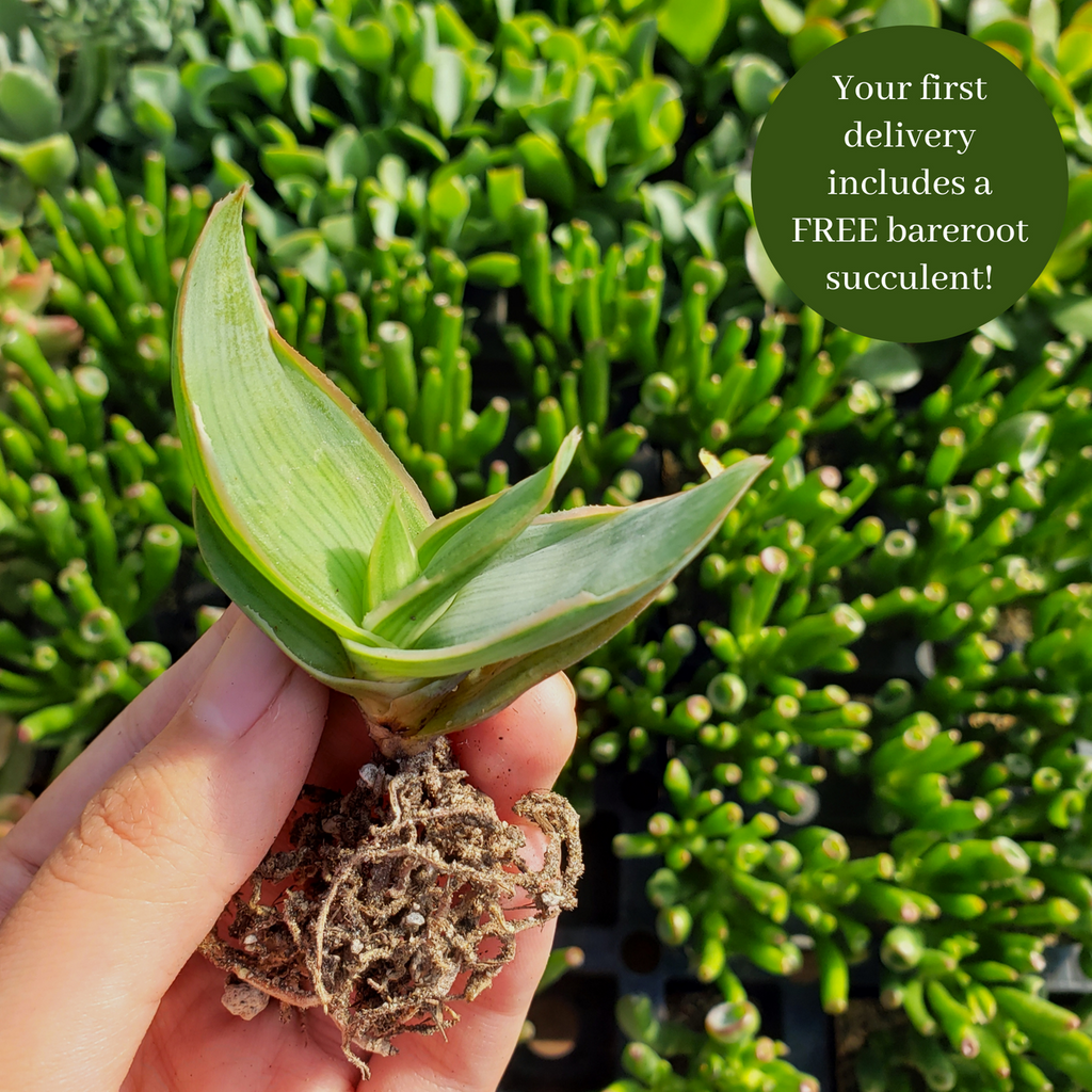 1 Succulent & 1 Cactus Subscription Box