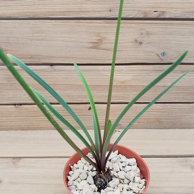 Zephyranthes atamasco