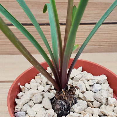 Zephyranthes atamasco