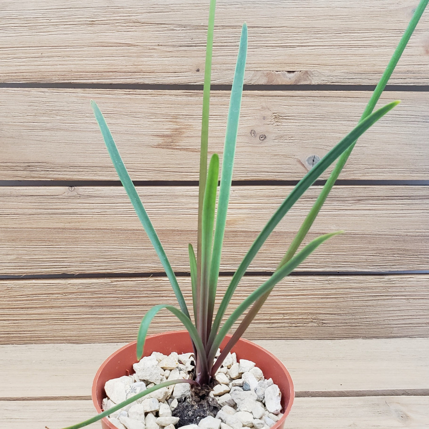 Zephyranthes atamasco