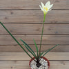 Zephyranthes atamasco