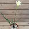 Zephyranthes atamasco