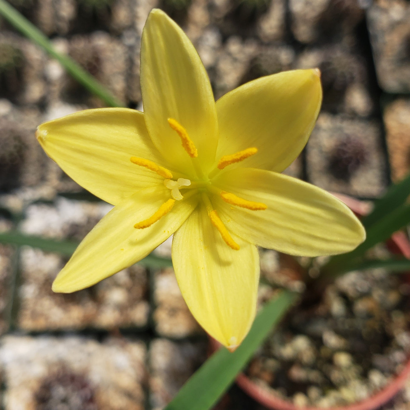 Zephyranthes atamasco