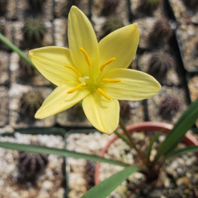 Zephyranthes atamasco