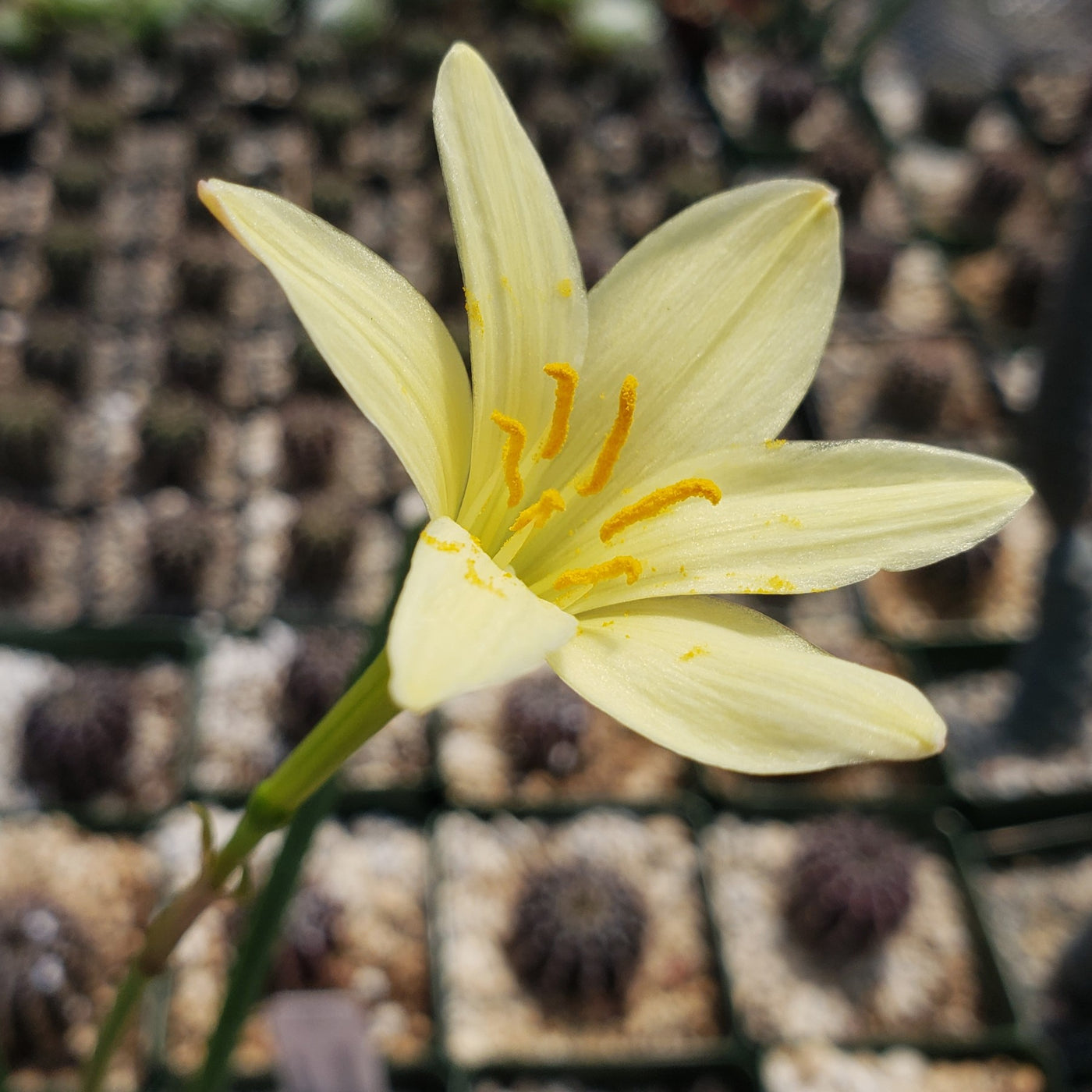 Zephyranthes atamasco