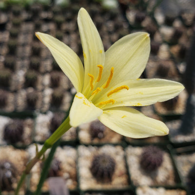 Zephyranthes atamasco