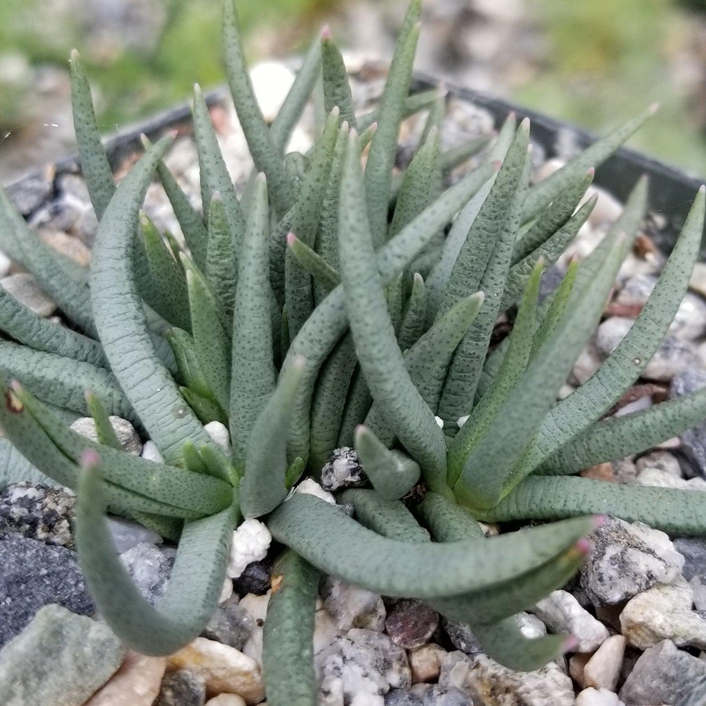 Marlohistella stenophylla