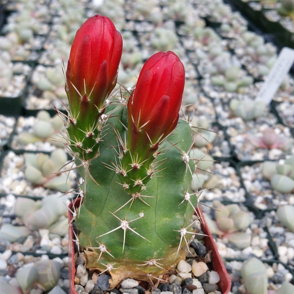 Claret cup Cactus ‘Echinocereus triglochidiatus’