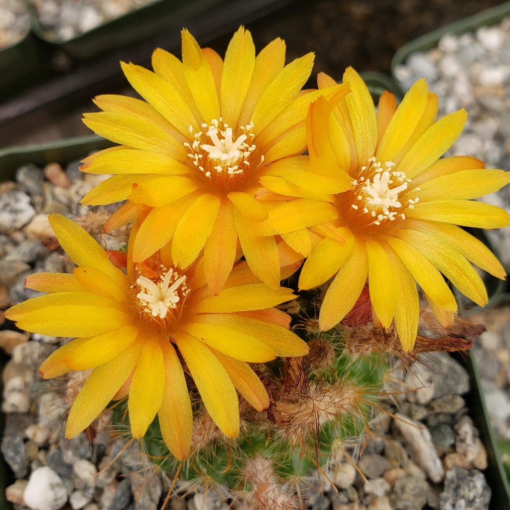 Parodia microsperma