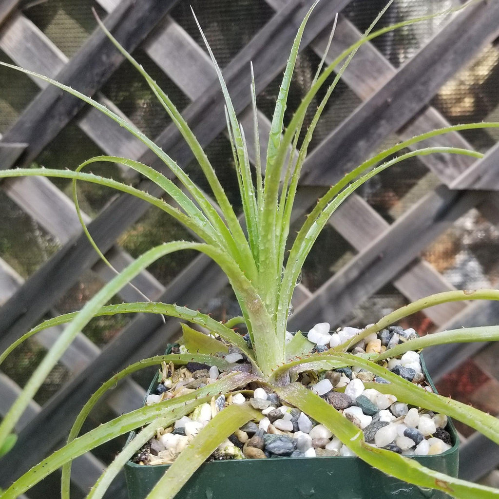 Puya mirabilis