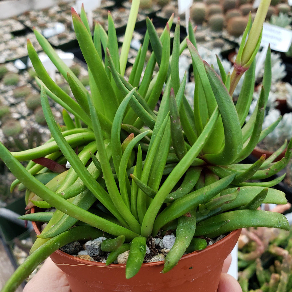 Devil Horns Plant - Crassula nudicaulis