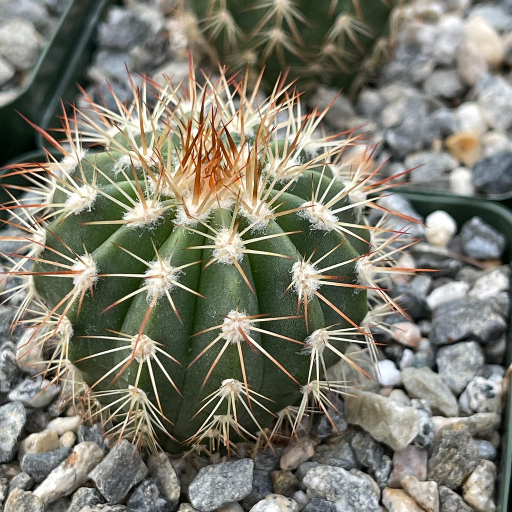 Melocactus guitartii