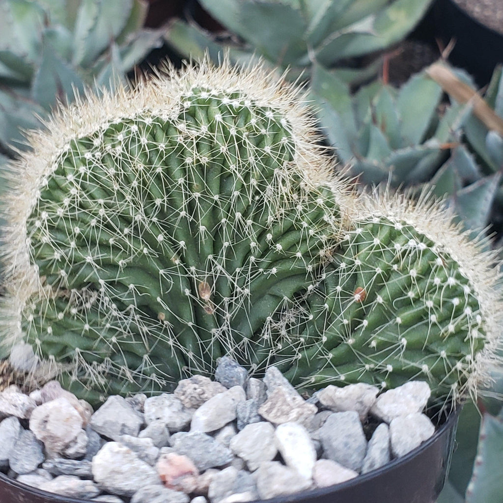 Neobuxbaumia polylopha cristata