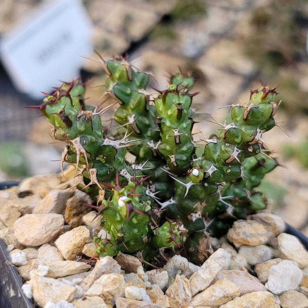 Euphorbia lenewtonii