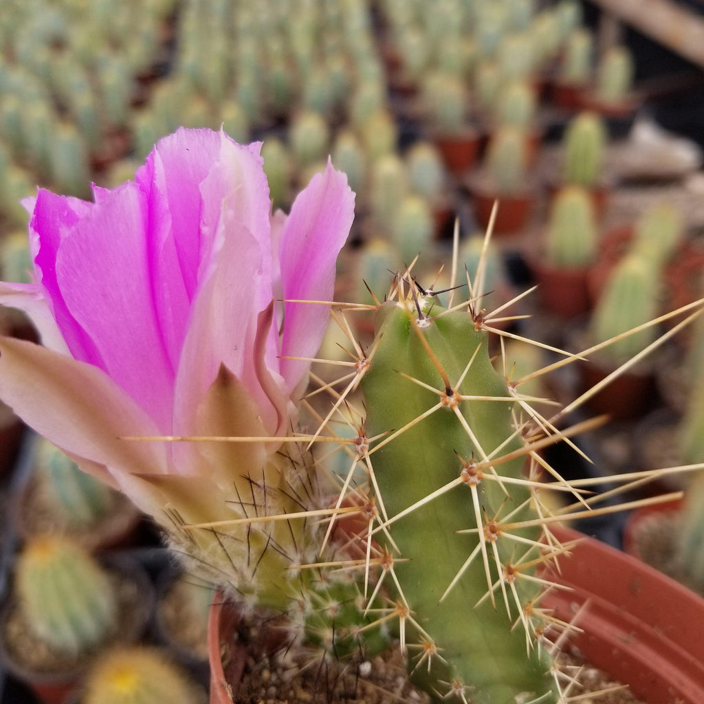 Echinocereus pentalophus
