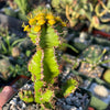 Euphorbia restricta