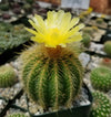 Notocactus warasii