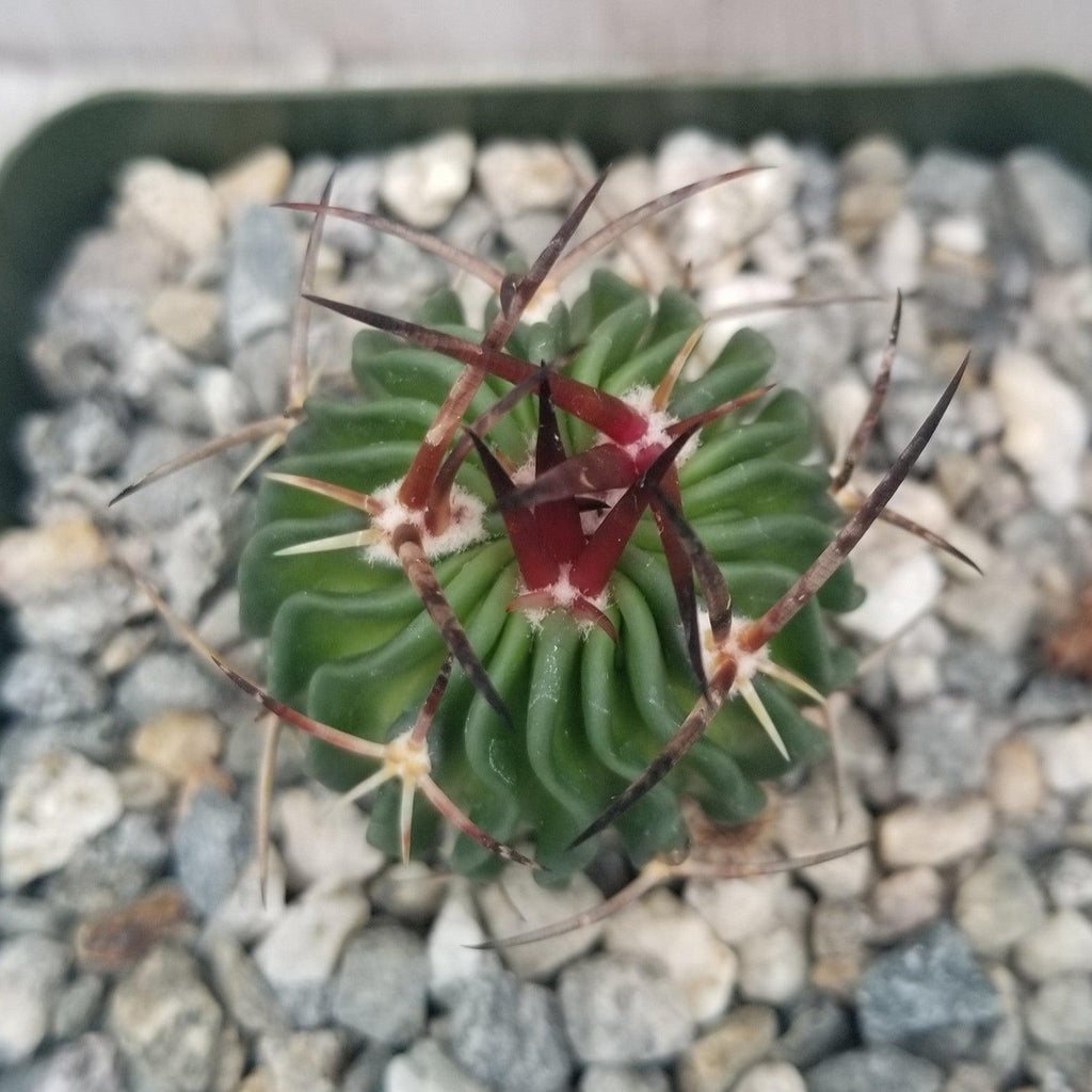 Echinofossulocactus Ri8