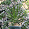 Agave filifera schidigera