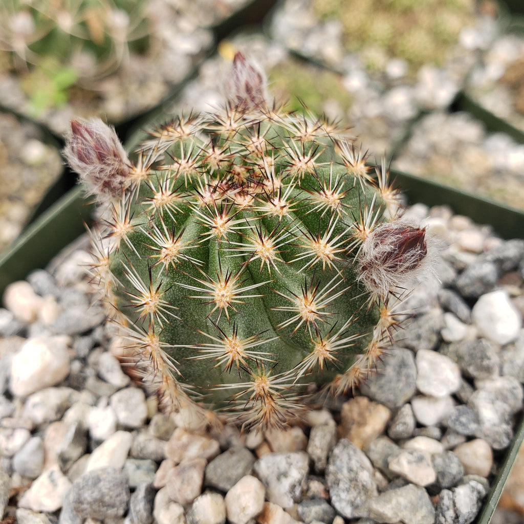 Pygmaeocereus bylesianus