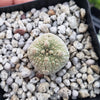 Pseudolithos harardheranus