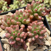 Pink Jellybean Succulent - Sedum rubrotinctum aurora