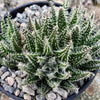 Aloe haworthioides