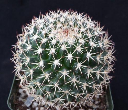 Mammillaria mystax