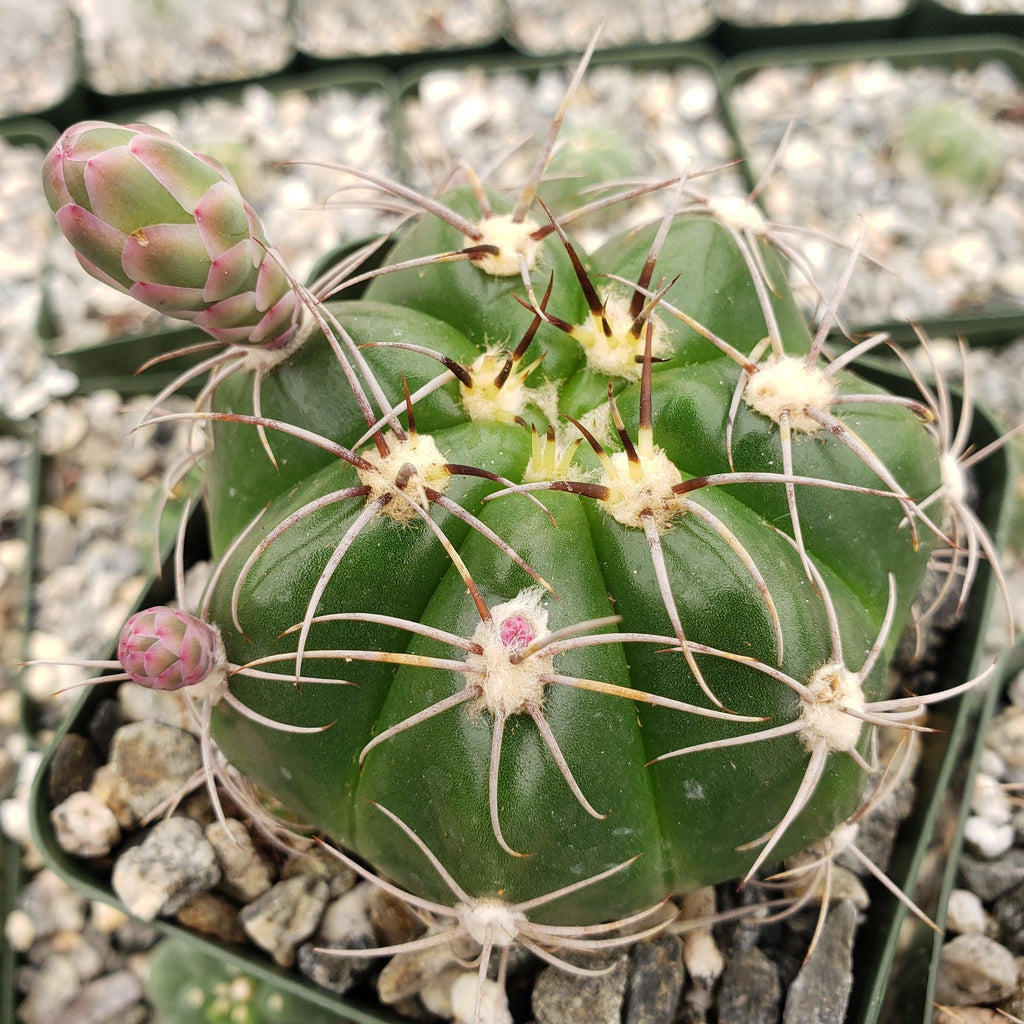 Gymnocalycium fleischerianum